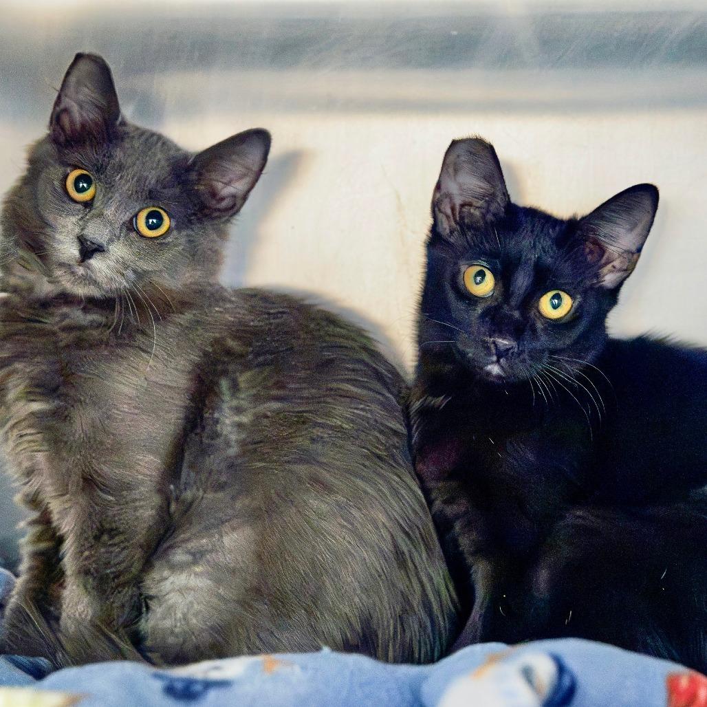 Doodles, Adoptable, Kitten Female Domestic Short Hair.