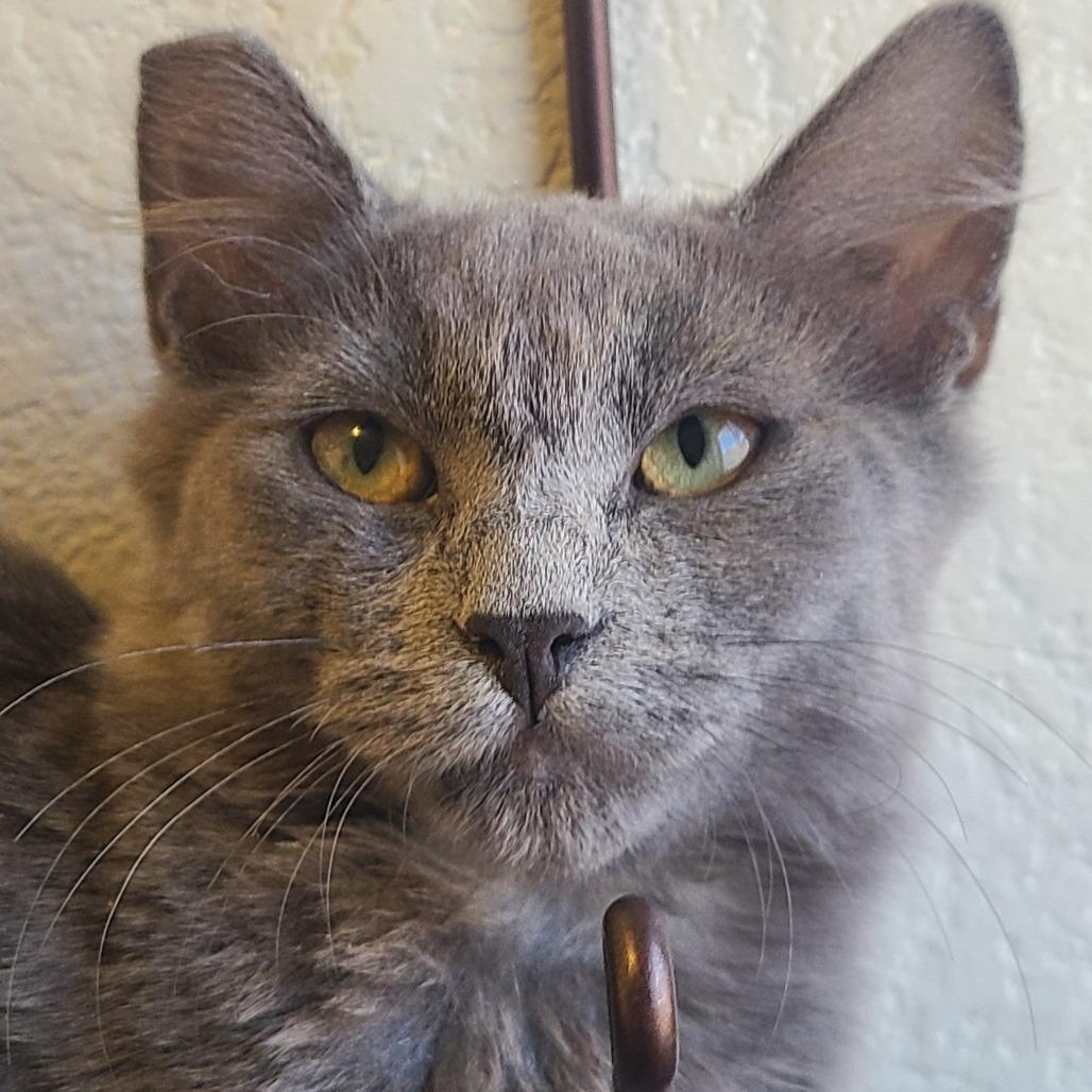 Doodles, a Adoptable Domestic Short Hair in Las Vegas, NV image 2/3