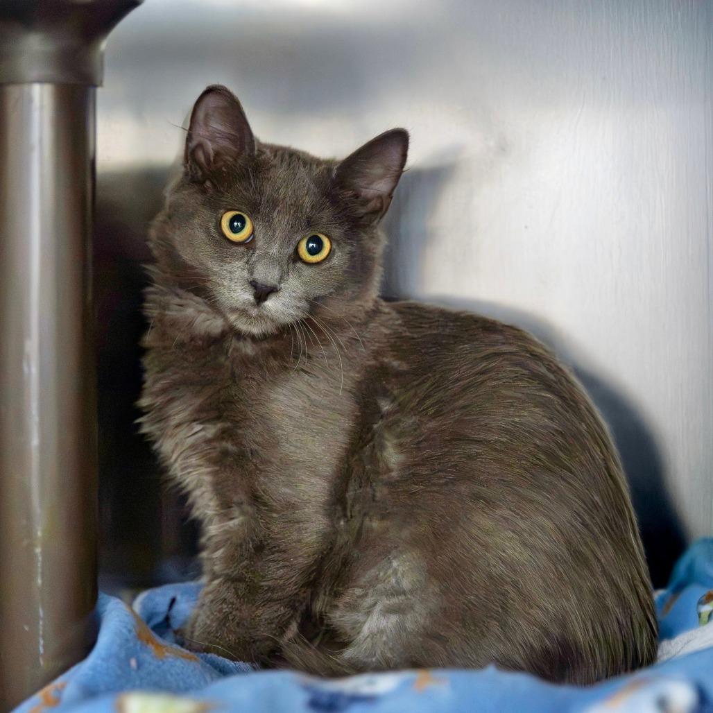 Doodles, a Adoptable Domestic Short Hair in Las Vegas, NV image 3/3