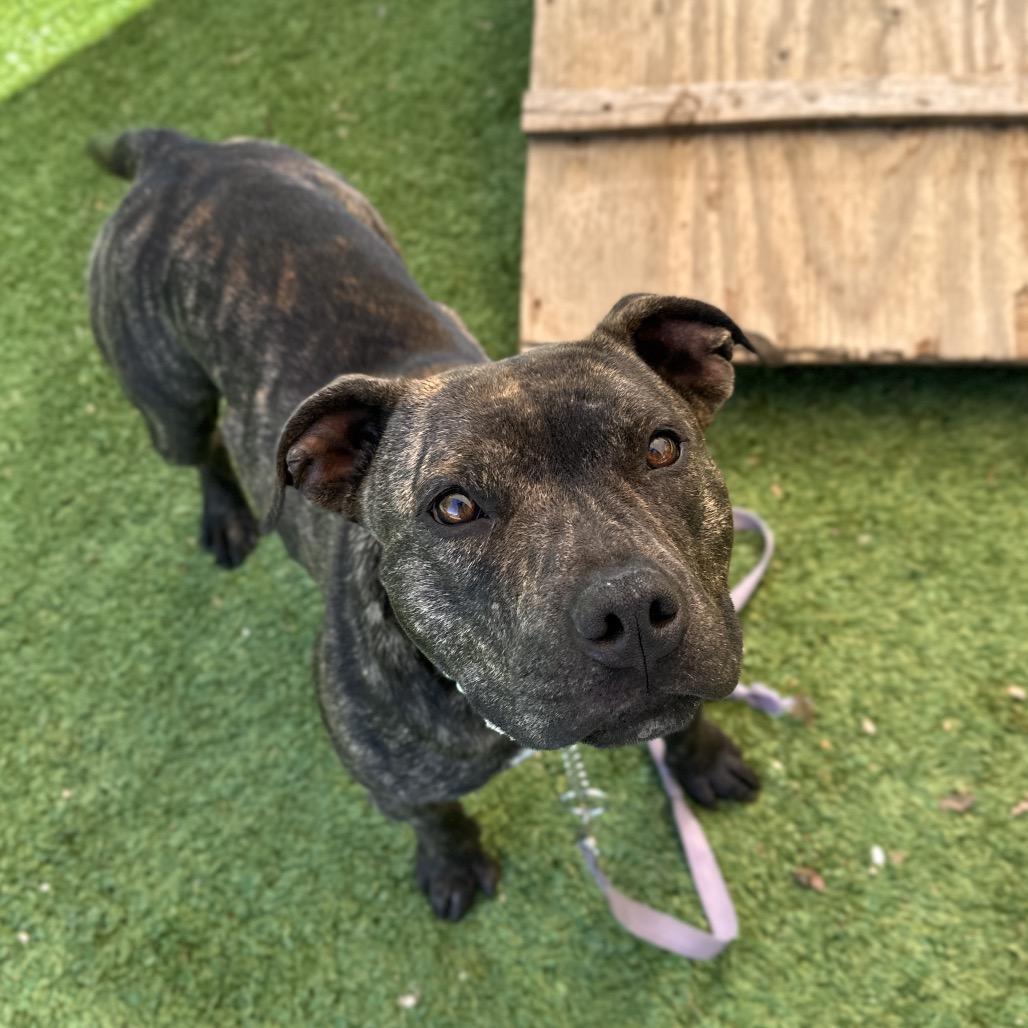 Enlarge Maple, a ADOPTABLE Pit Bull Terrier in Dublin, CA image 5/6
