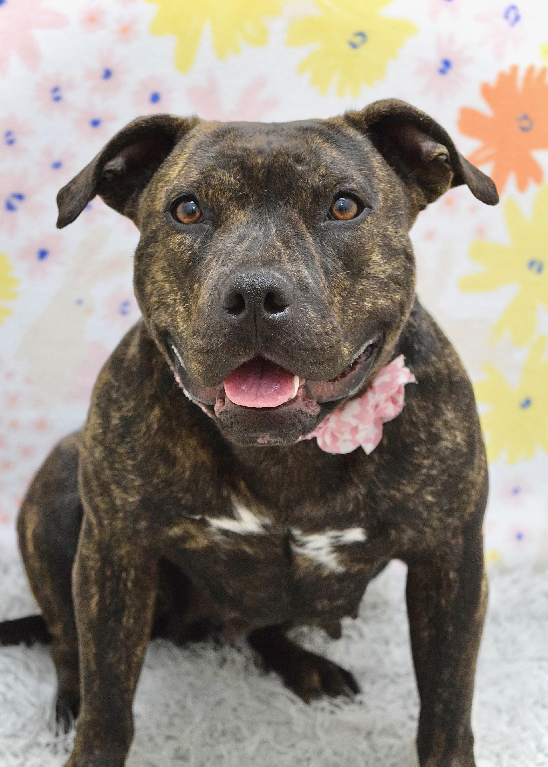 Enlarge Maple, a ADOPTABLE Pit Bull Terrier in Dublin, CA image 1/6