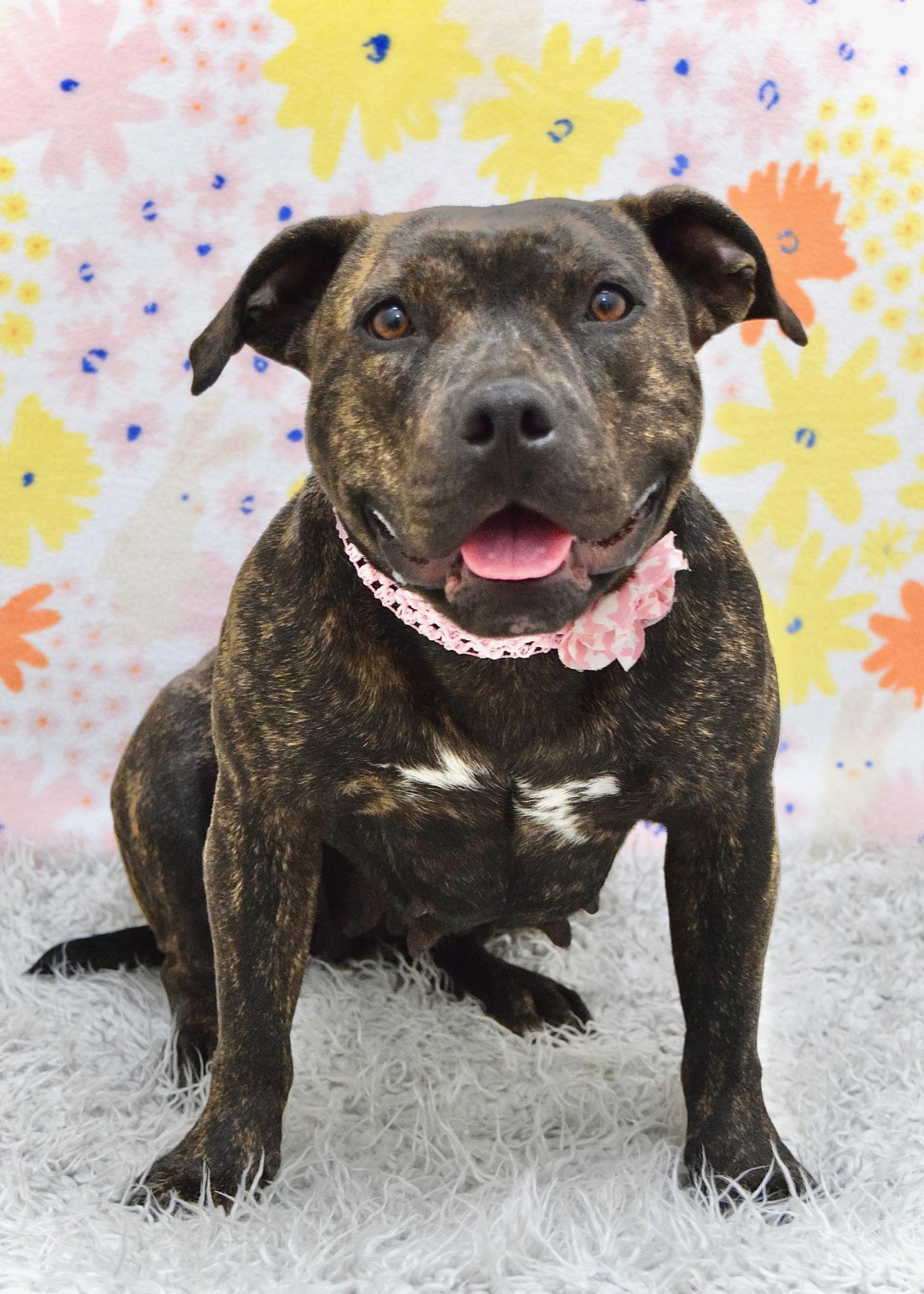 Enlarge Maple, a ADOPTABLE Pit Bull Terrier in Dublin, CA image 2/6