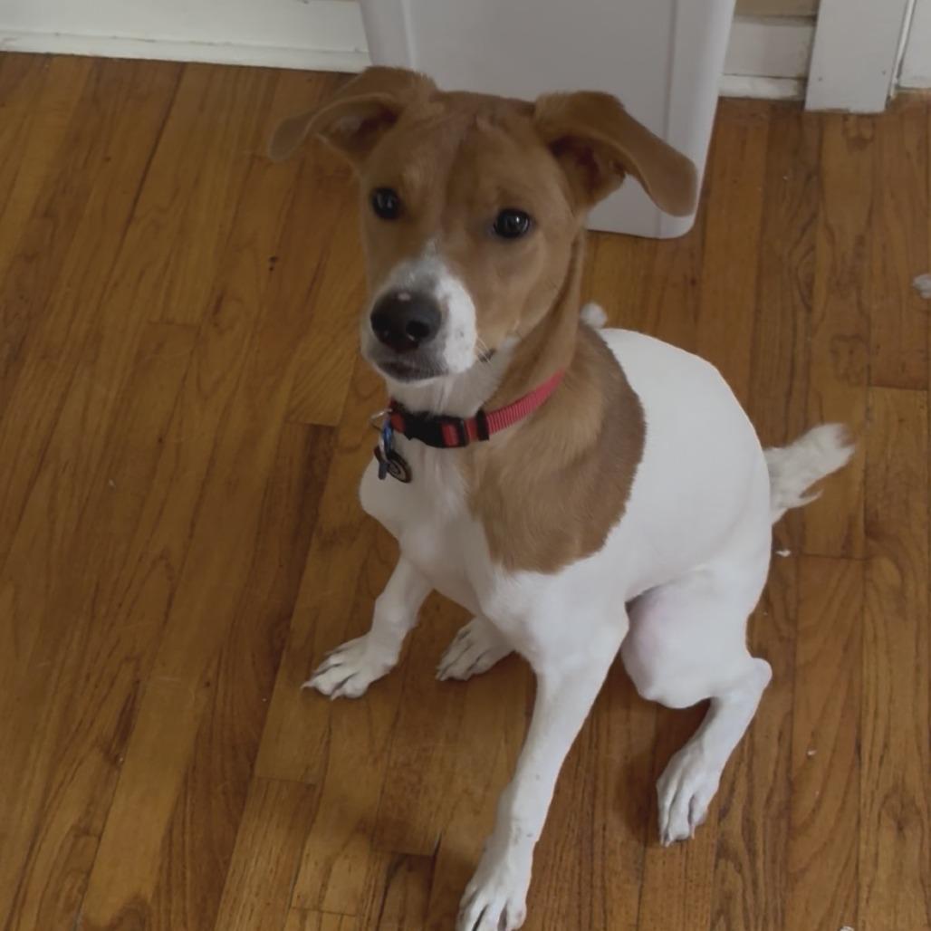 Enlarge Lily Pad, a Adoptable Retriever in Brooklyn, NY image 2/6