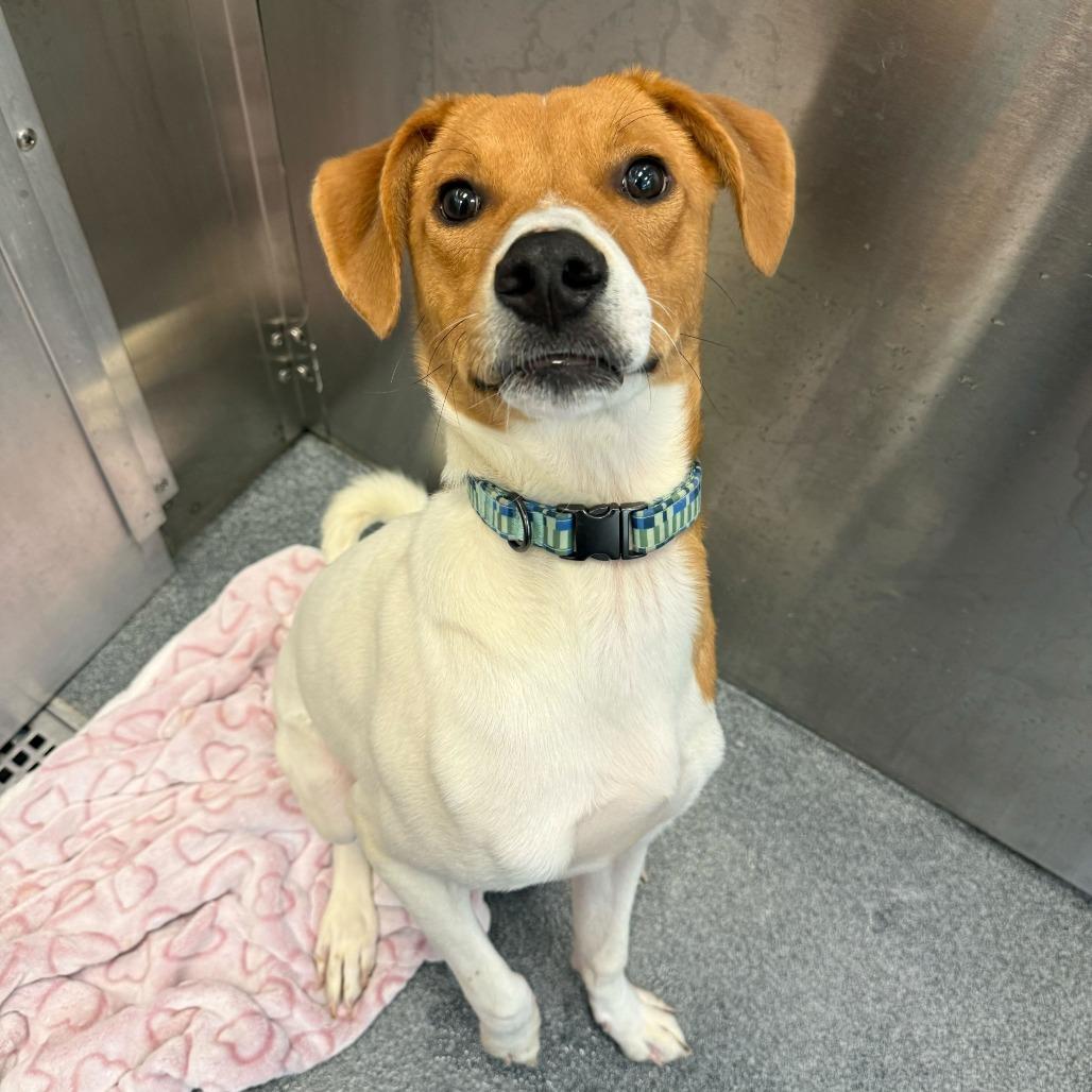 Enlarge Lily Pad, a Adoptable Retriever in Brooklyn, NY image 3/6