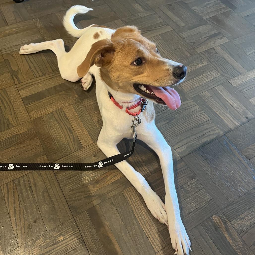 Enlarge Lily Pad, a Adoptable Retriever in Brooklyn, NY image 4/6