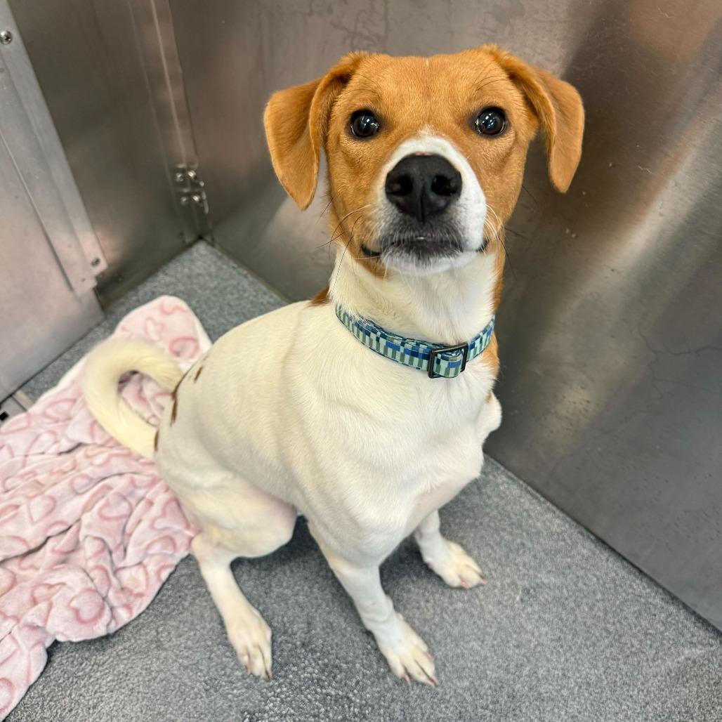 Enlarge Lily Pad, a Adoptable Retriever in Brooklyn, NY image 5/6