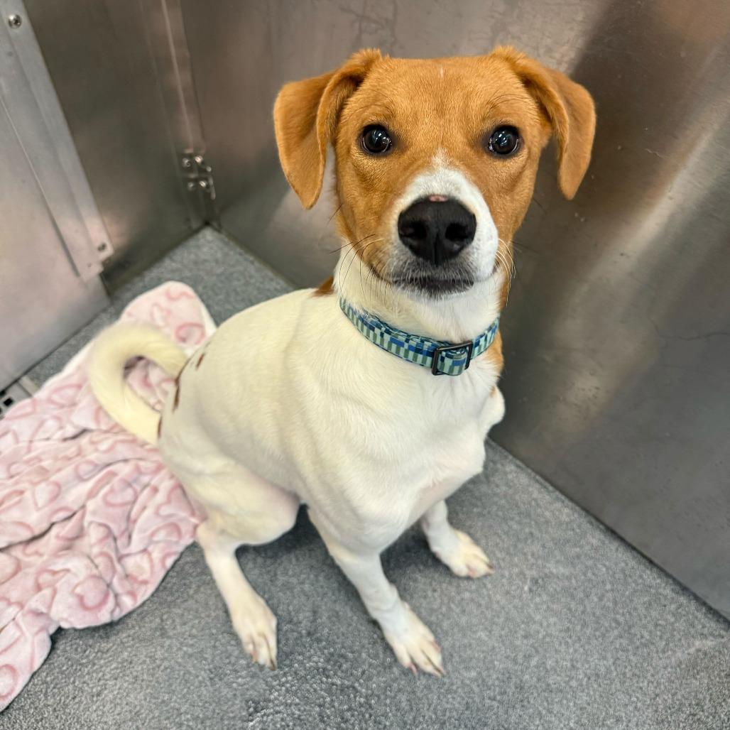 Enlarge Lily Pad, a Adoptable Retriever in Brooklyn, NY image 6/6