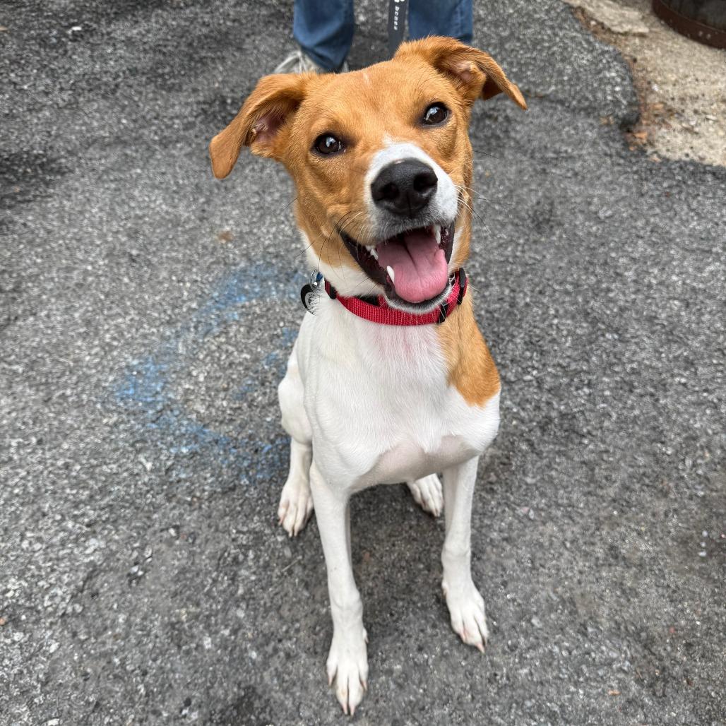 Lily Pad, Adoptable, Young Female Retriever.