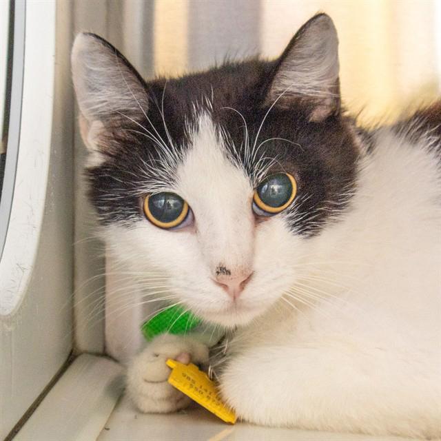 PIXEL, Adoptable, Young Female Domestic Short Hair.
