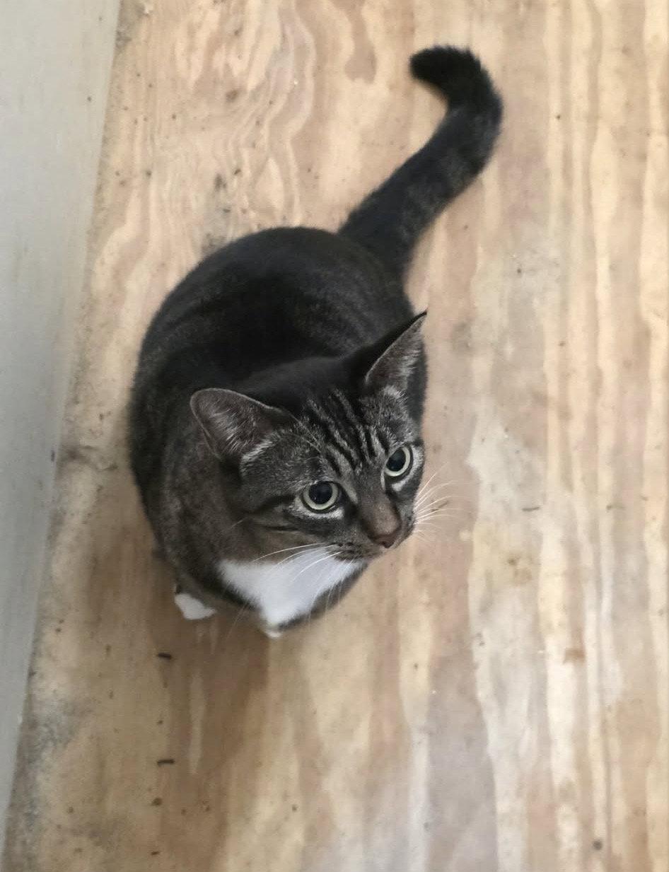 Stevie, Adoptable, Adult Female Domestic Short Hair & Tuxedo.