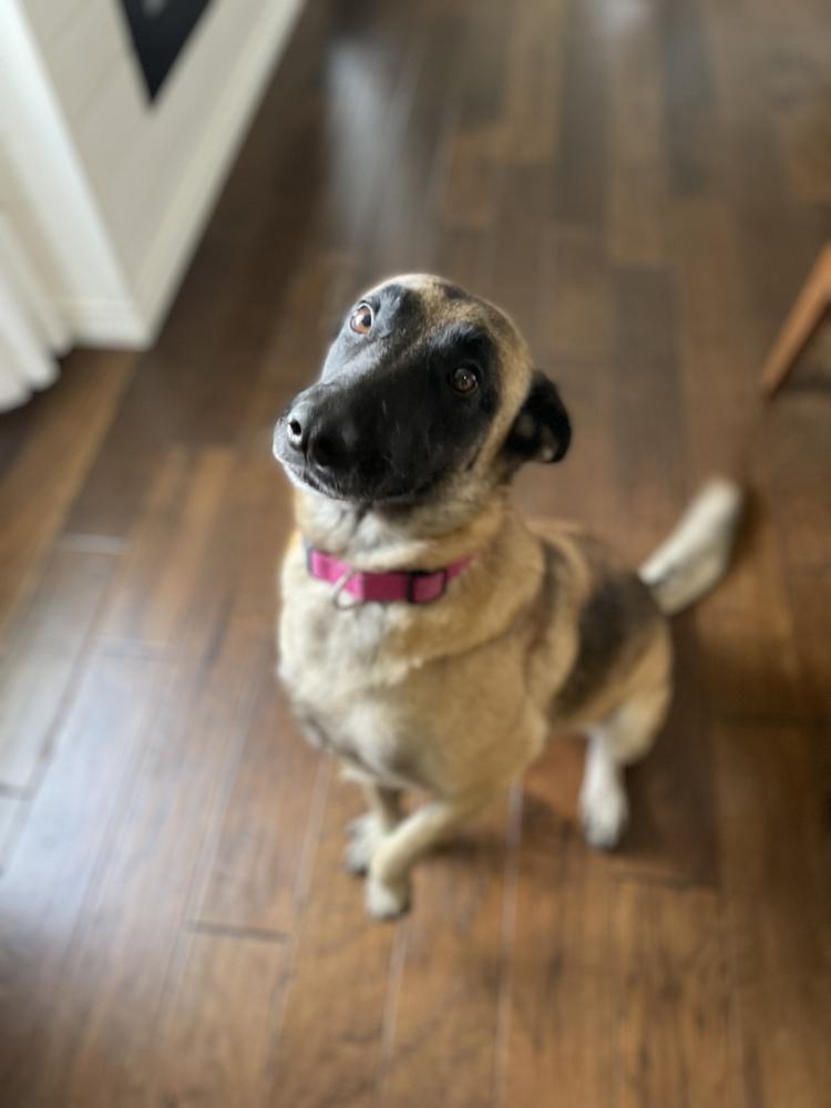 Enlarge Tesha - Located in Texas, a Adopted mixed breed in Imlay City, MI image 1/5