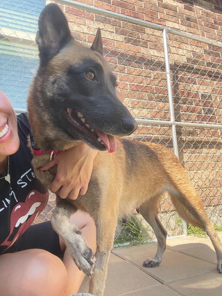 Enlarge Tesha - Located in Texas, a Adopted mixed breed in Imlay City, MI image 2/5