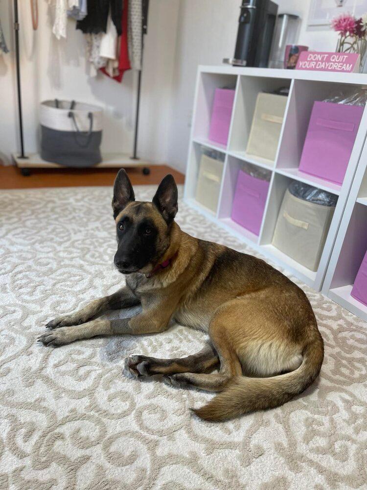 Enlarge Tesha - Located in Texas, a Adopted mixed breed in Imlay City, MI image 3/5