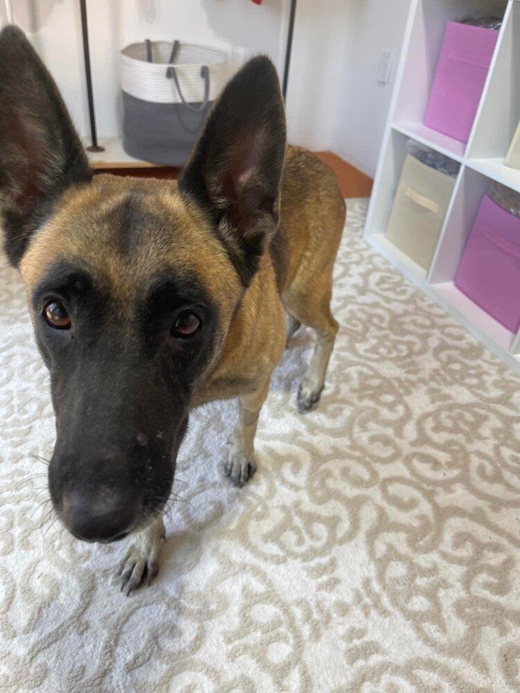 Enlarge Tesha - Located in Texas, a Adopted mixed breed in Imlay City, MI image 4/5