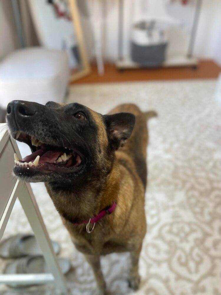 Enlarge Tesha - Located in Texas, a Adopted mixed breed in Imlay City, MI image 5/5