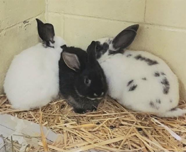 EVE, Adoptable, Adult Female Bunny Rabbit.