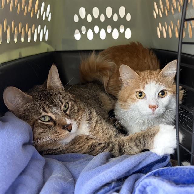 Enlarge PERDUE, a Adoptable Domestic Short Hair in Centerville, MA image 1/1