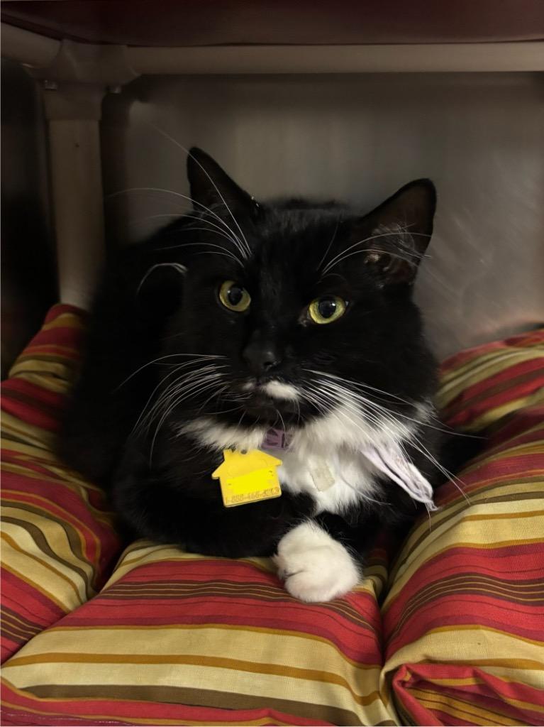 Panzanella, Adoptable, Adult Male Domestic Short Hair.