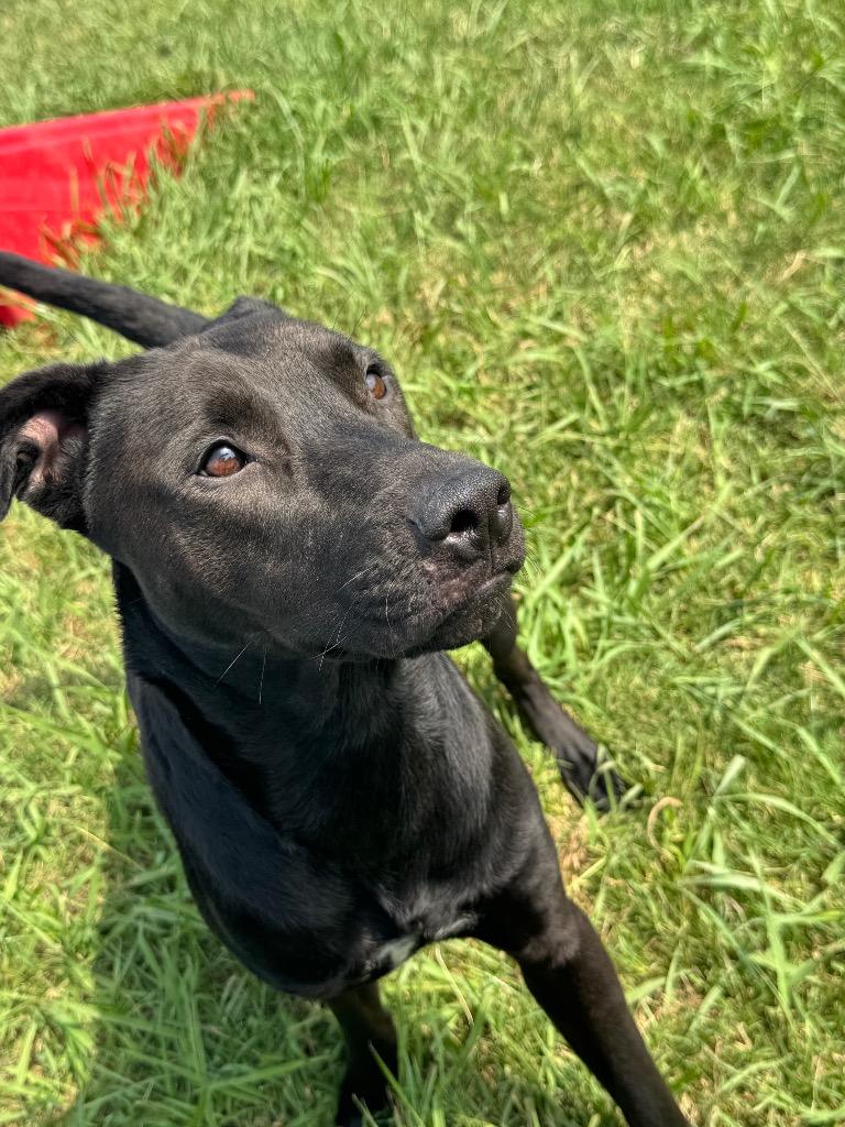 Enlarge Angel, a Adoptable mixed breed in Bossier City, LA image 1/6