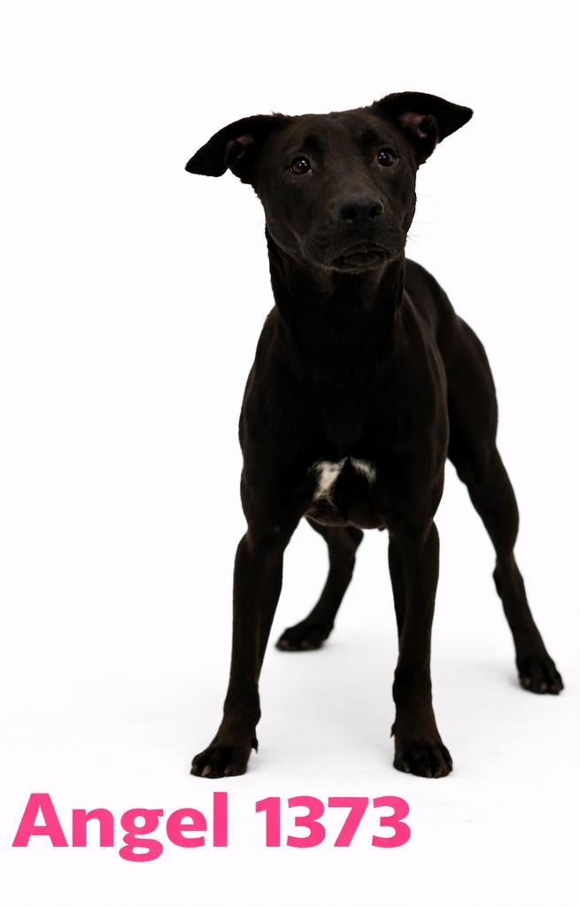 Angel, Adoptable, Adult Female Mixed Breed & Labrador Retriever.