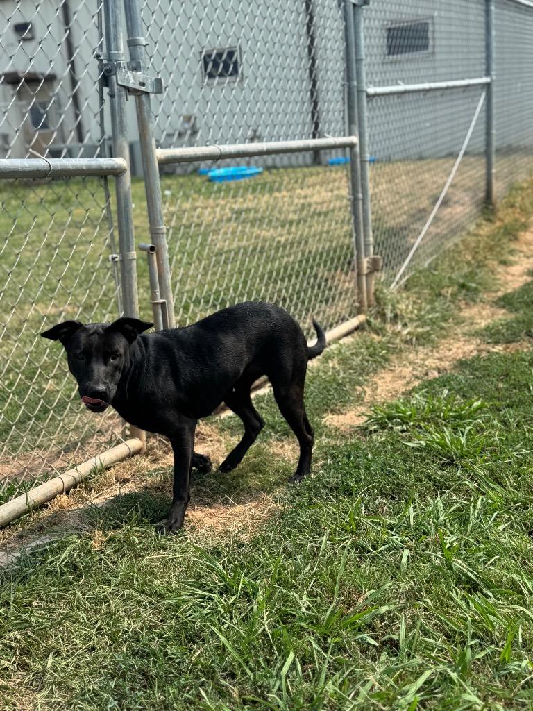 Angel, Adoptable, Adult Female Mixed Breed & Labrador Retriever.