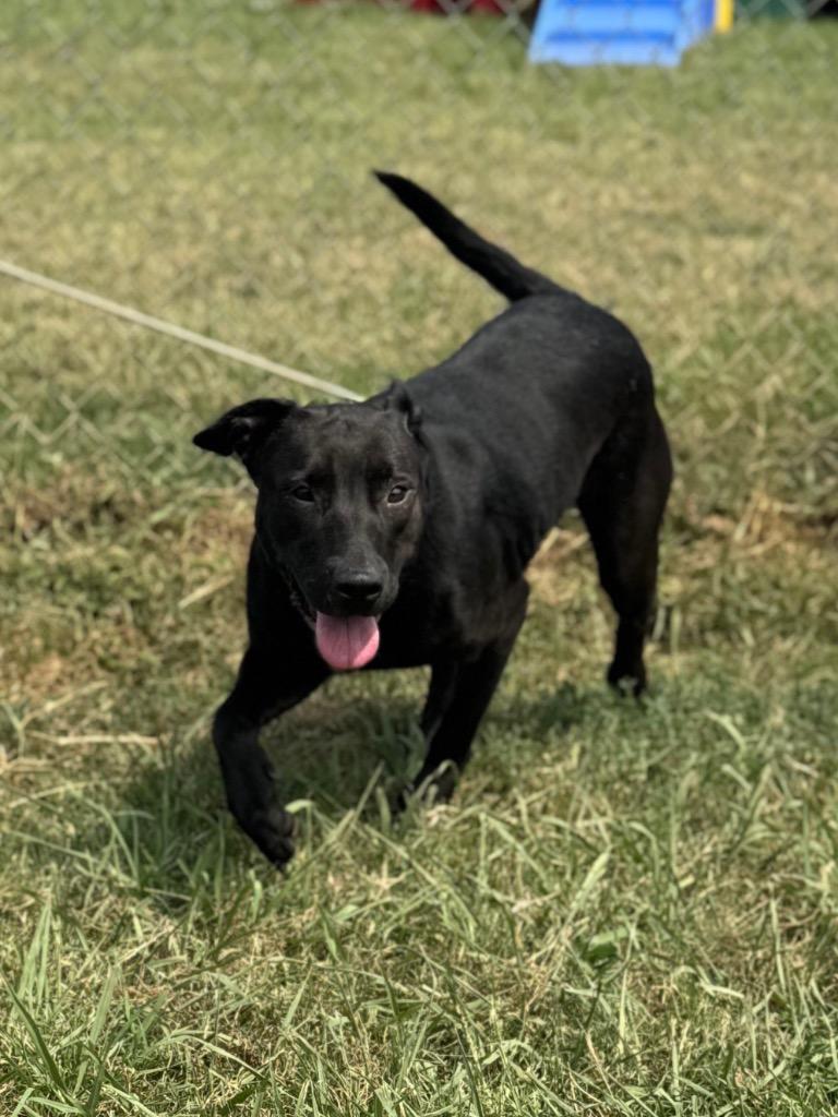 Enlarge Angel, a Adoptable mixed breed in Bossier City, LA image 4/6