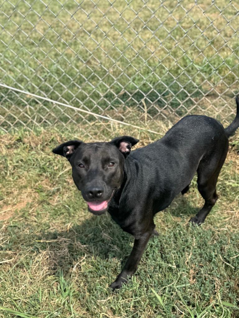 Enlarge Angel, a Adoptable mixed breed in Bossier City, LA image 2/6