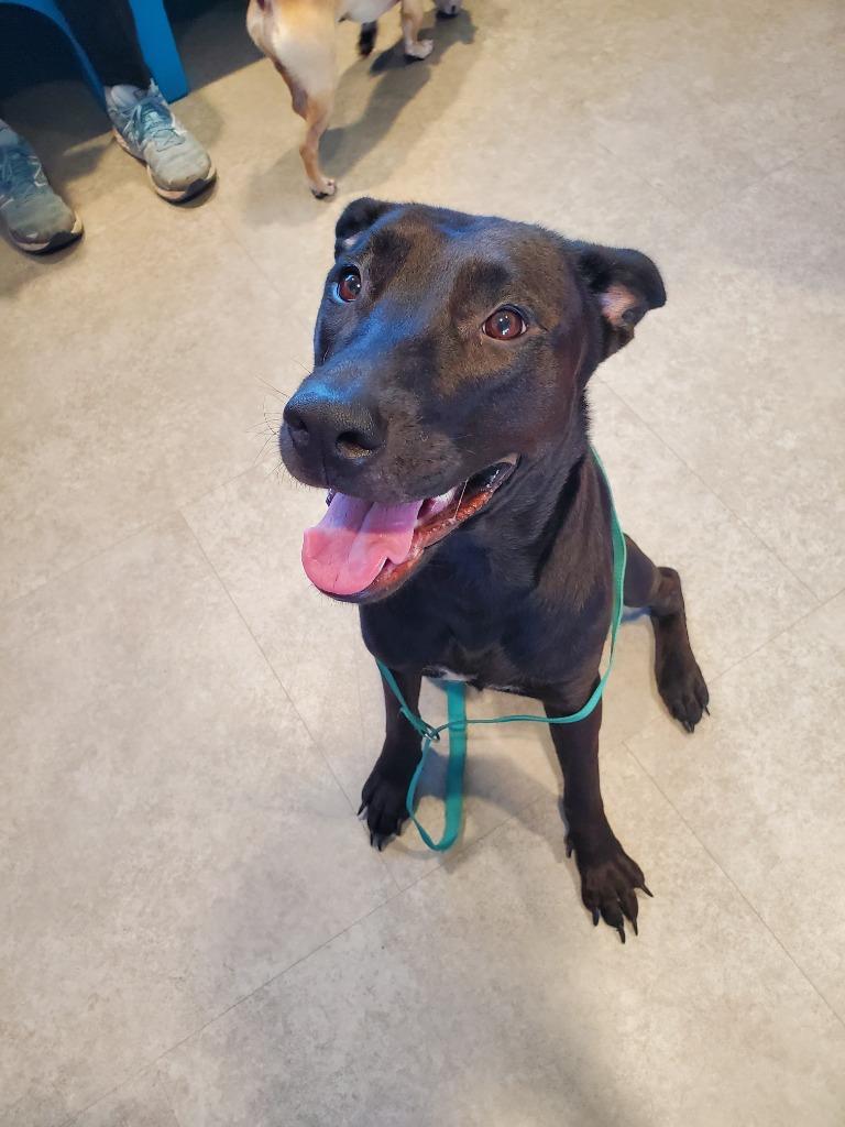 Enlarge Angel, a Adoptable mixed breed in Bossier City, LA image 5/6