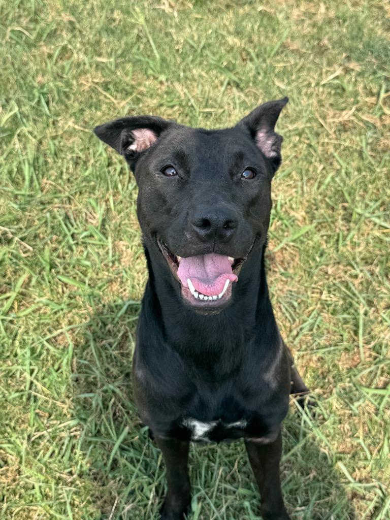 Enlarge Angel, a Adoptable mixed breed in Bossier City, LA image 4/6