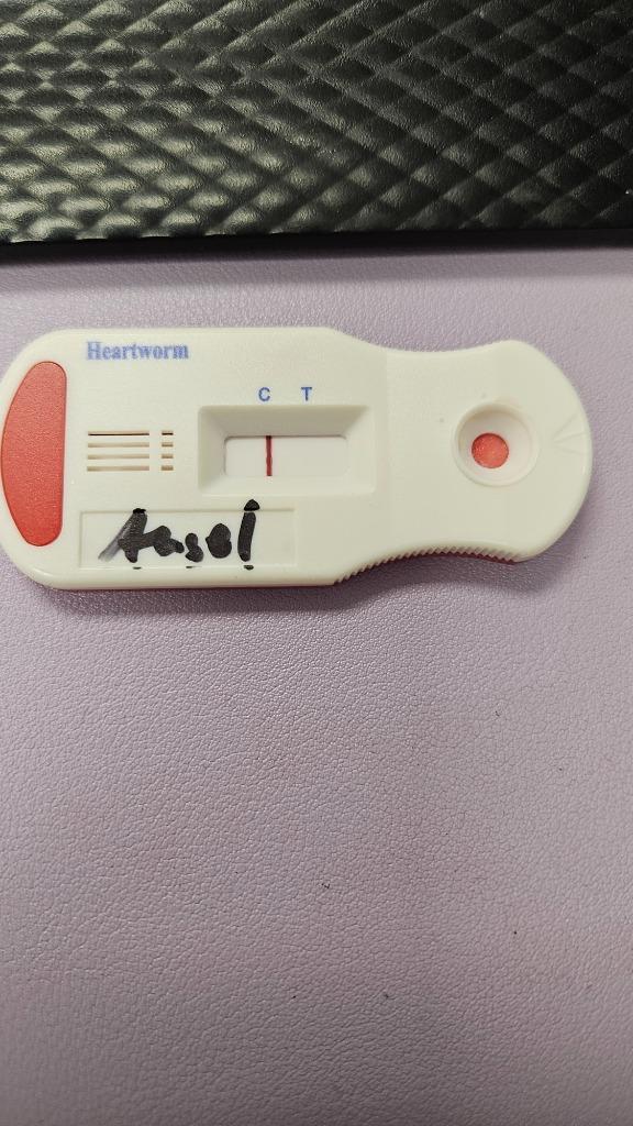 Enlarge Angel, a Adoptable mixed breed in Bossier City, LA image 5/6