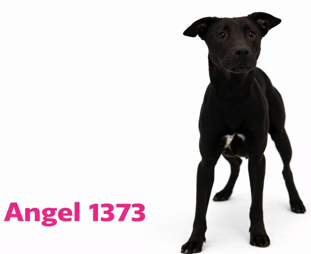 Enlarge Angel, a Adoptable mixed breed in Bossier City, LA image 4/6
