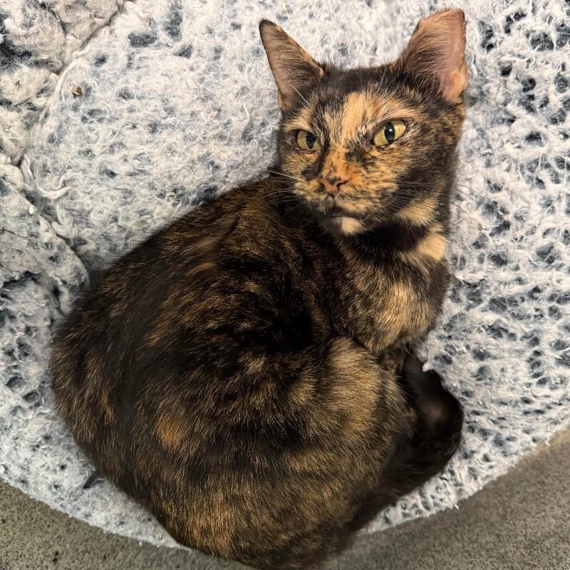 Tammy, Adoptable, Adult Female Domestic Short Hair.