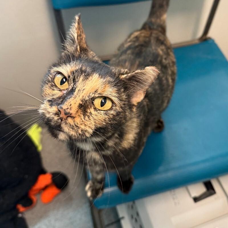 Enlarge Tammy, a Adoptable Domestic Short Hair in Fort Collins, CO image 2/6