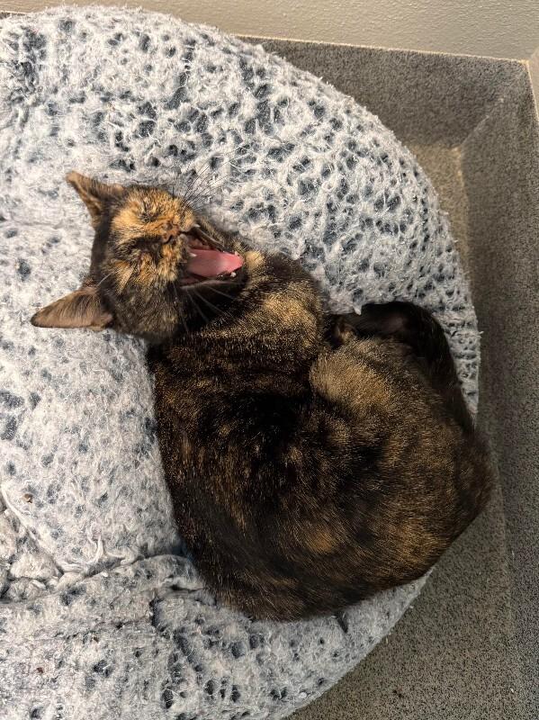 Enlarge Tammy, a Adoptable Domestic Short Hair in Fort Collins, CO image 3/6