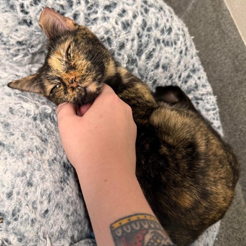 Enlarge Tammy, a Adoptable Domestic Short Hair in Fort Collins, CO image 4/6