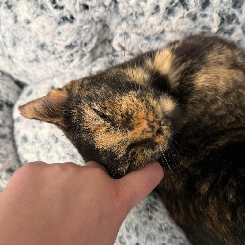 Enlarge Tammy, a Adoptable Domestic Short Hair in Fort Collins, CO image 5/6