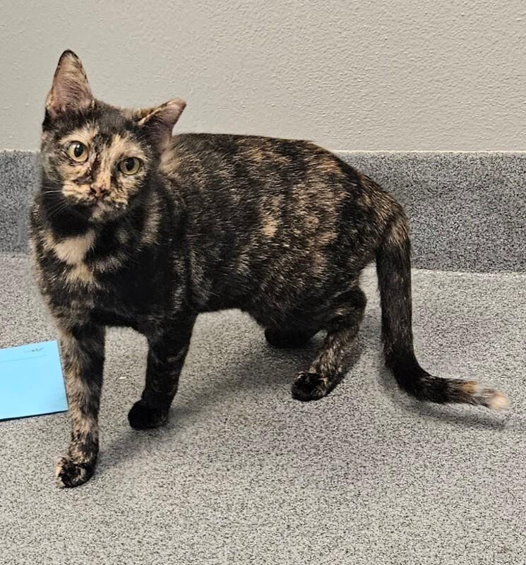 Enlarge Tammy, a Adoptable Domestic Short Hair in Fort Collins, CO image 6/6