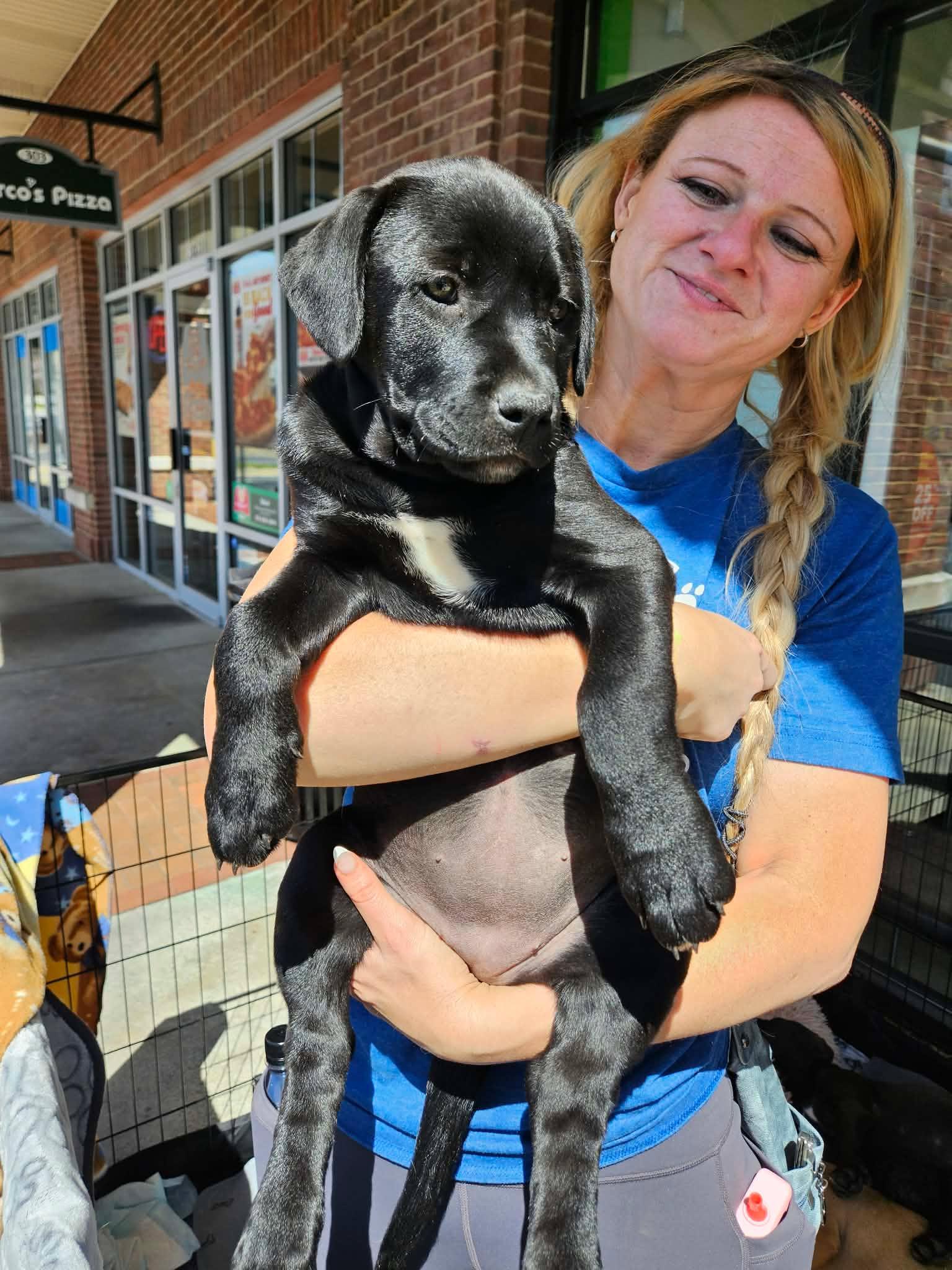 Enlarge Phoebe - Adorable baby girl, daughter of Gaia!, a Adoptable mixed breed in Buford, GA image 4/6