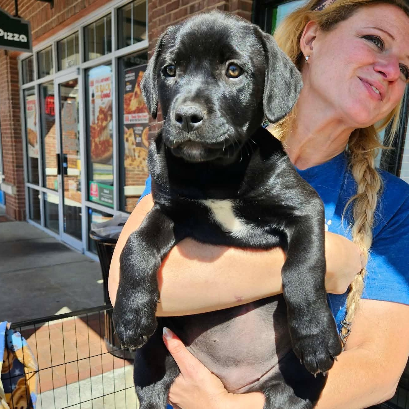 Enlarge Phoebe - Adorable baby girl, daughter of Gaia!, a Adoptable mixed breed in Buford, GA image 2/6