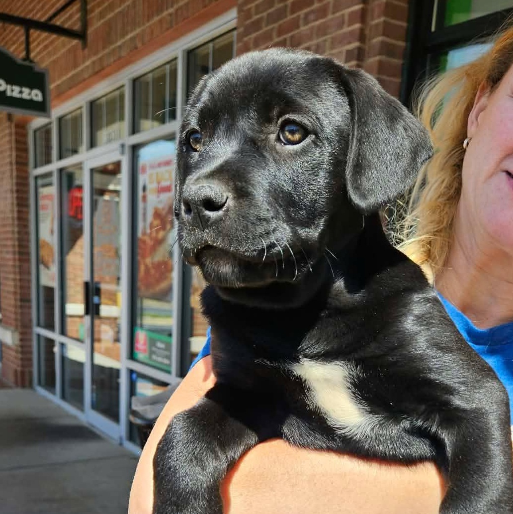 Phoebe - Adorable baby girl, daughter of Gaia!, Adoptable, Puppy Female Rhodesian Ridgeback & Labrador Retriever.