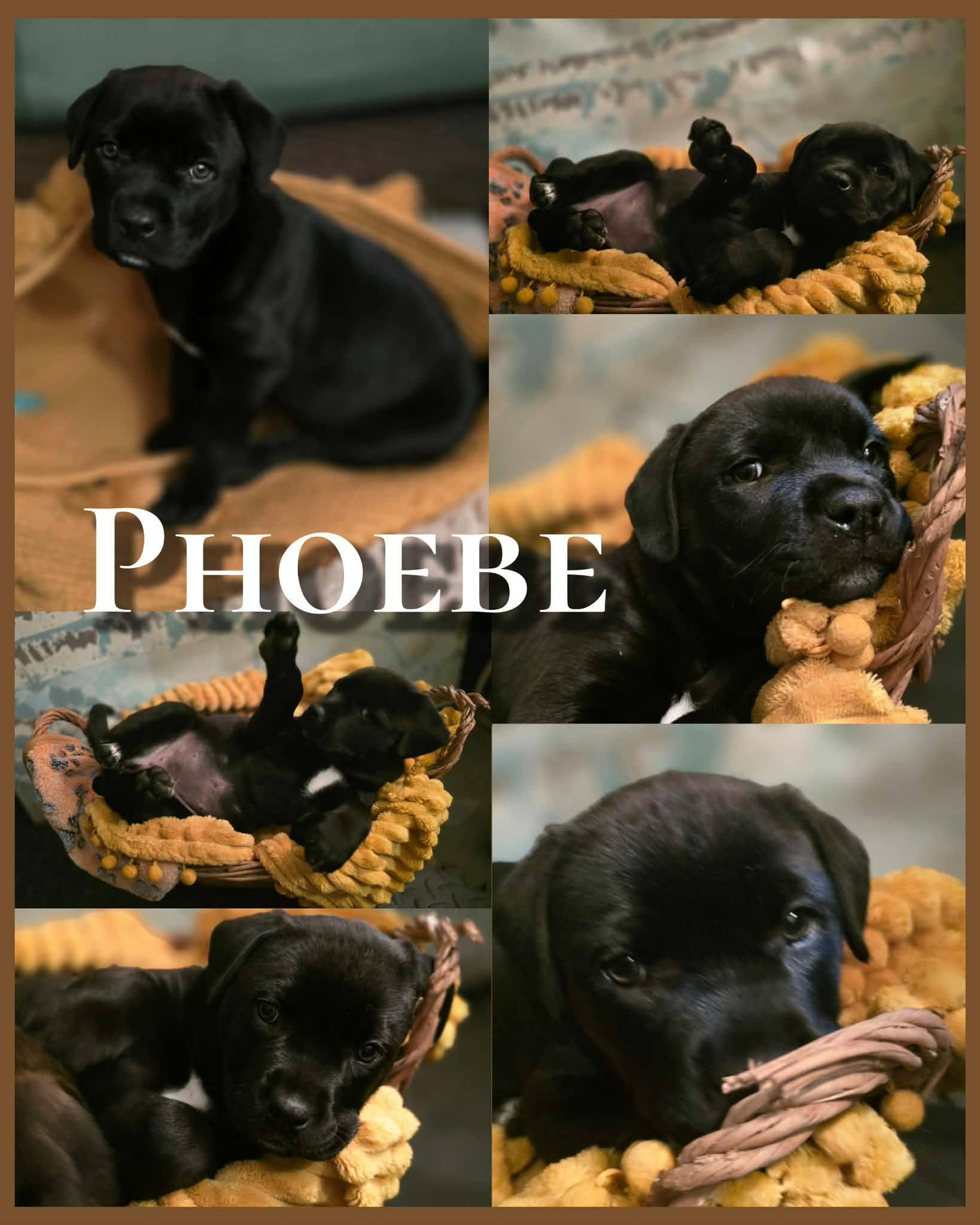 Enlarge Phoebe - Adorable baby girl, daughter of Gaia!, a Adoptable mixed breed in Buford, GA image 6/6
