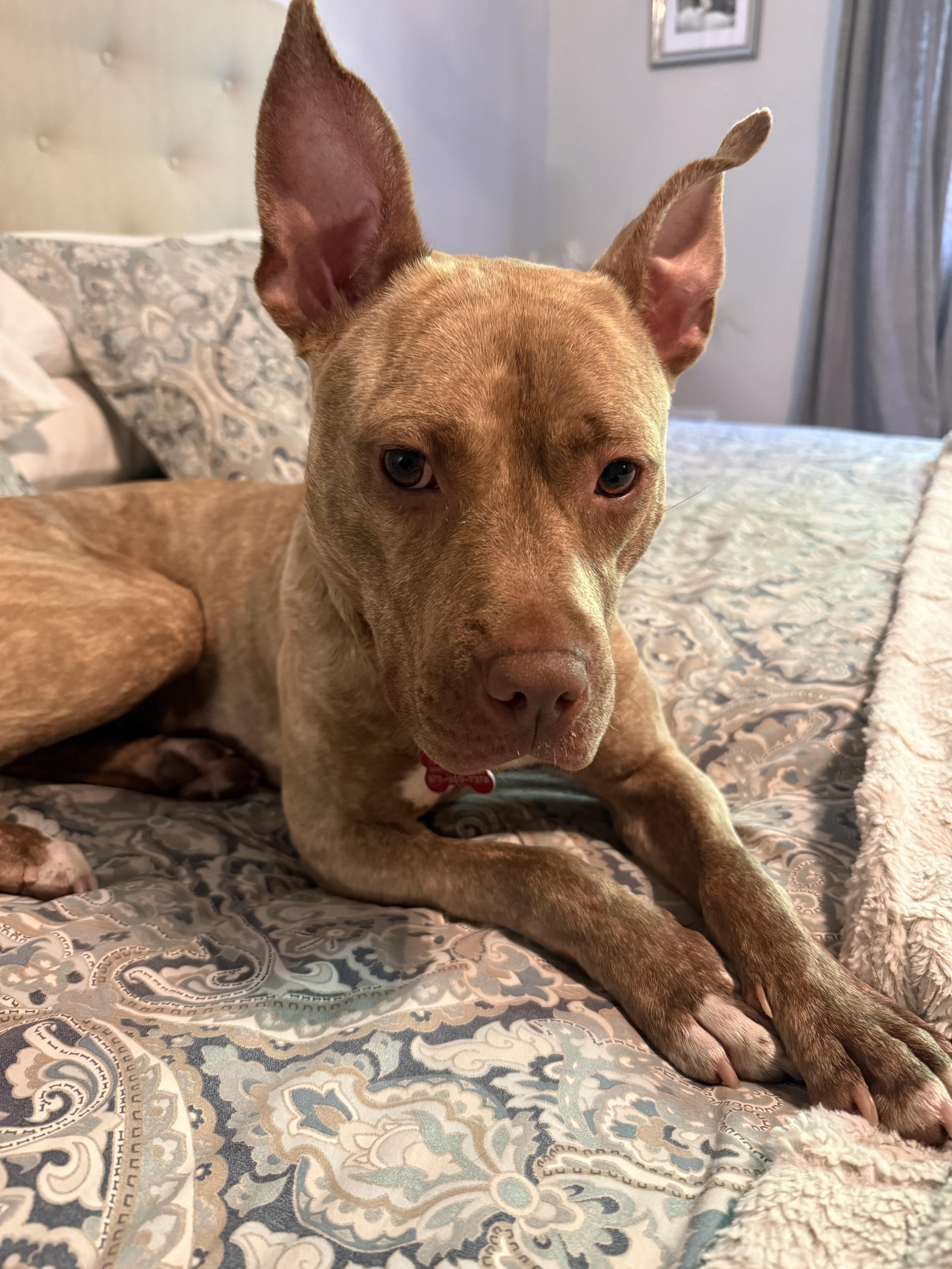 Lola, a ADOPTABLE mixed breed in Succasunna, NJ image 3/3