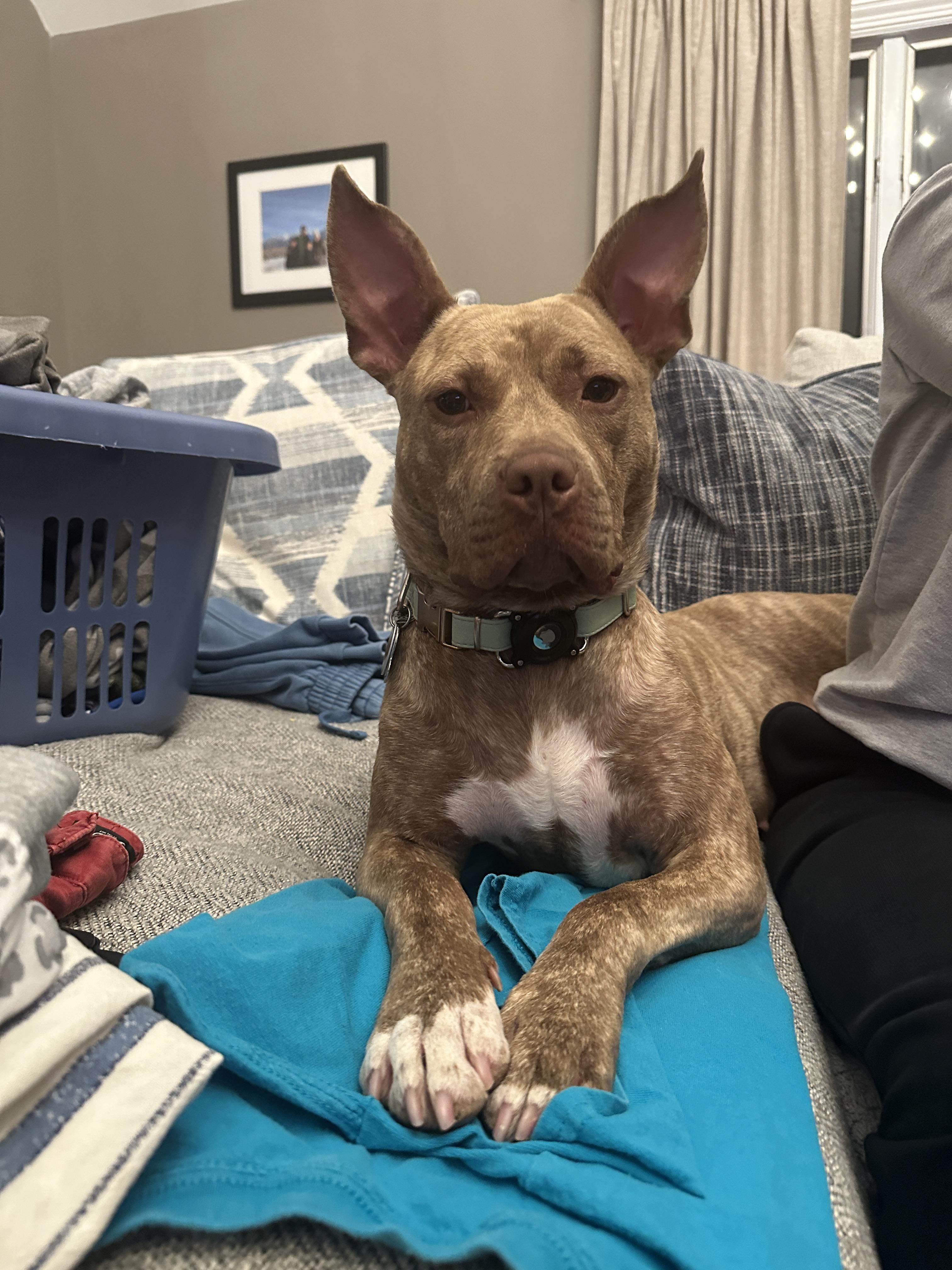 Lola, ADOPTABLE, Adult Female Pit Bull Terrier.