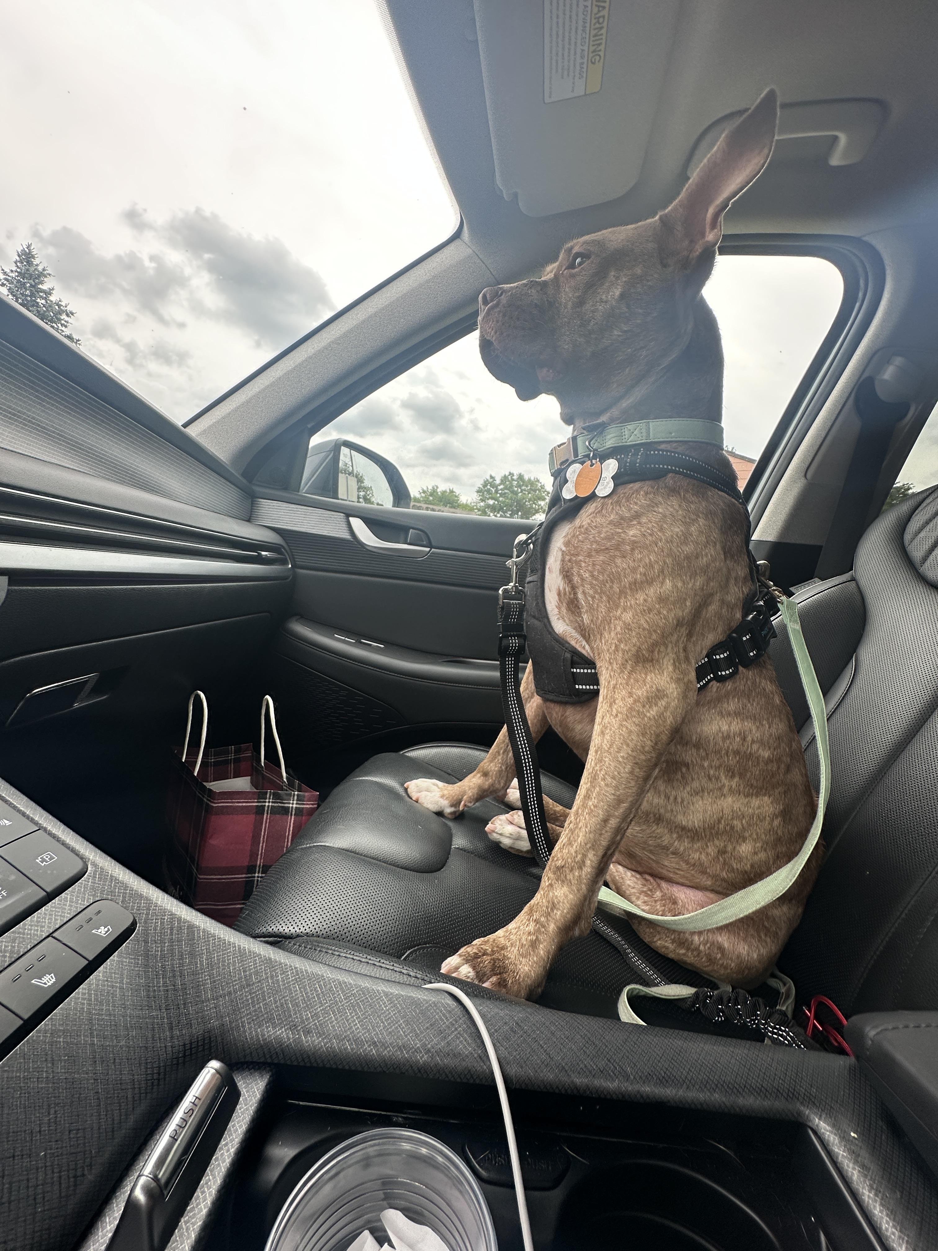 Lola, a ADOPTABLE mixed breed in Succasunna, NJ image 2/3