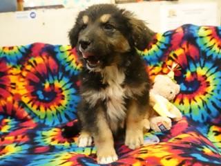 Buck, adopted, Puppy Male Australian Shepherd.