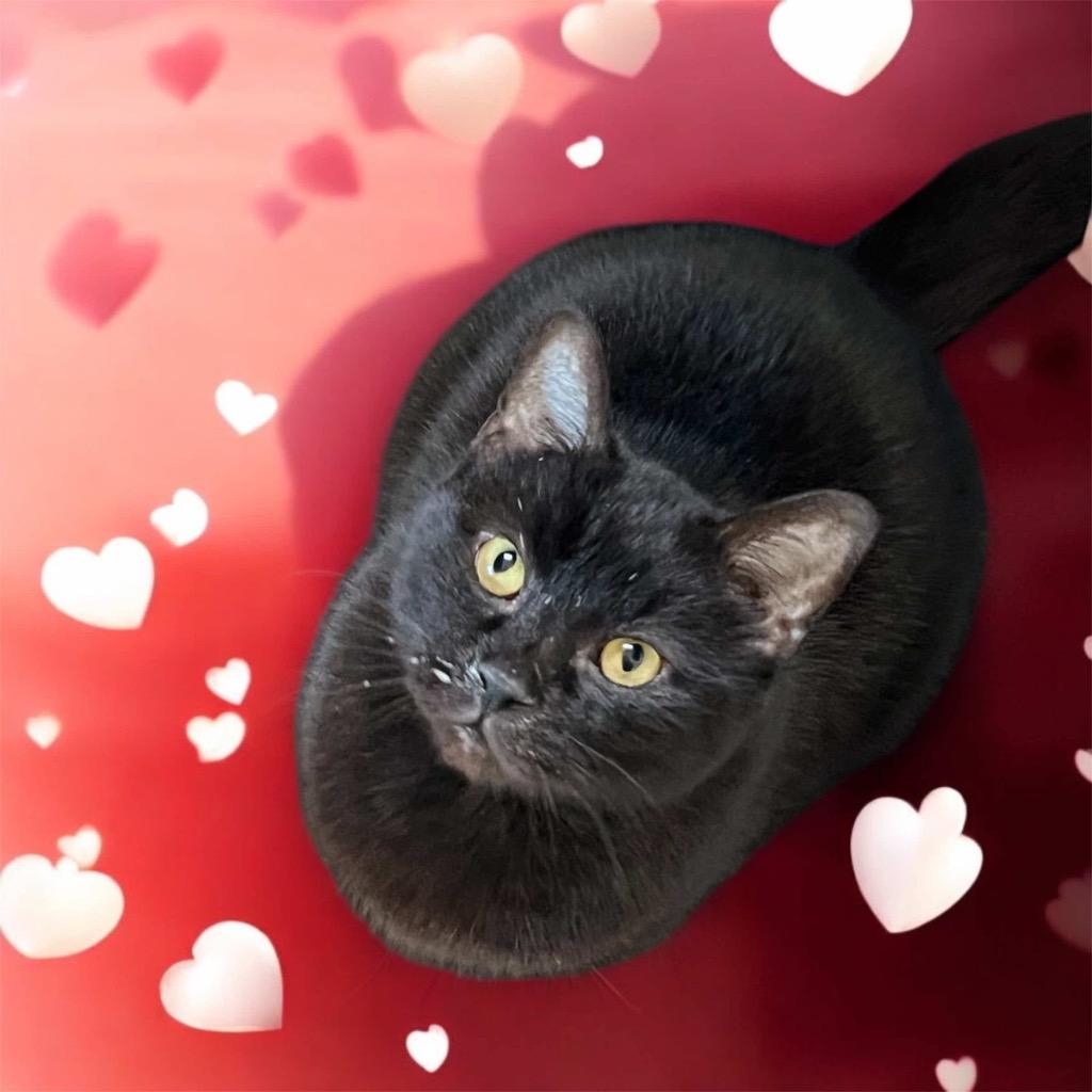 Enlarge Sakura, a Adoptable mixed breed in Richland Hills, TX image 1/2