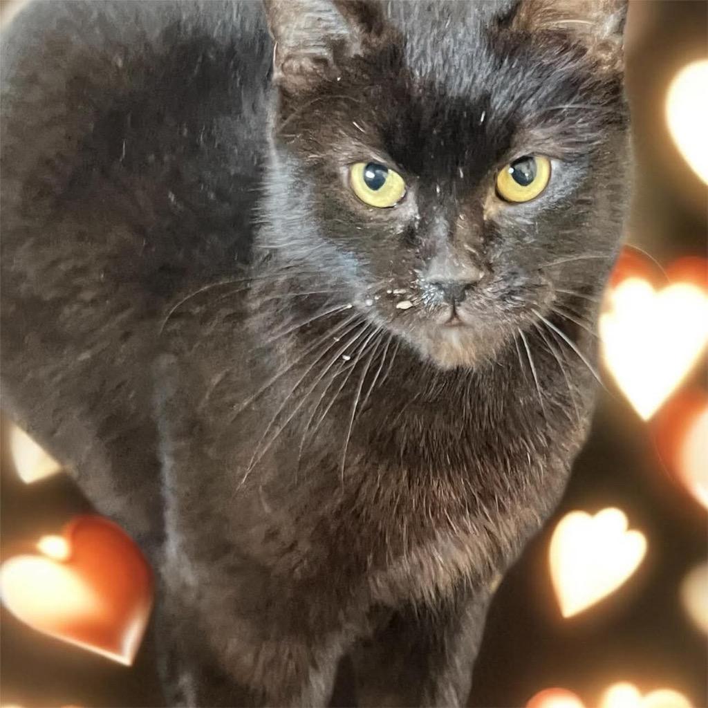 Enlarge Sakura, a Adoptable mixed breed in Richland Hills, TX image 2/2