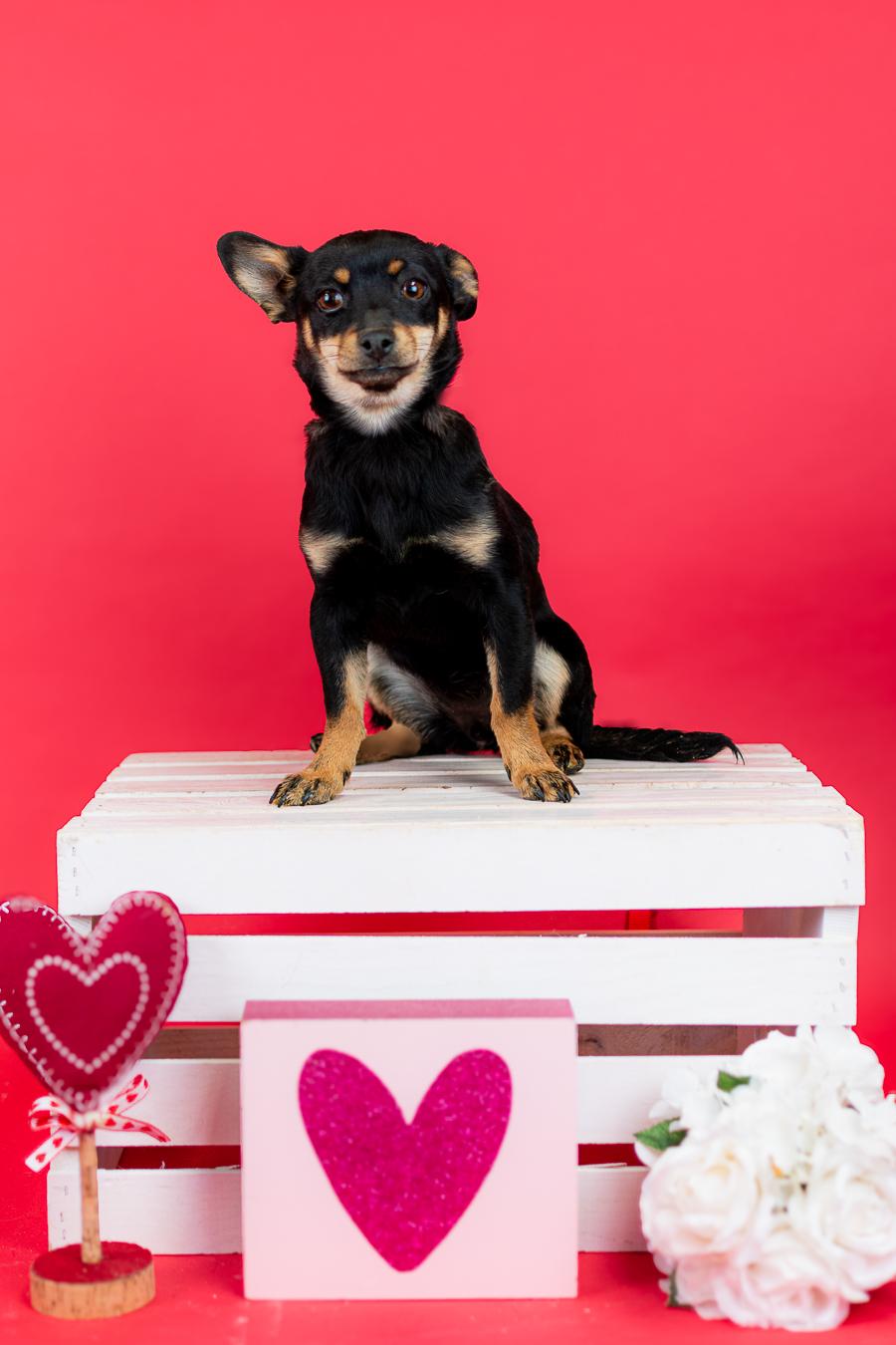 Enlarge #82-26, a Adoptable mixed breed in Brighton, CO image 1/1