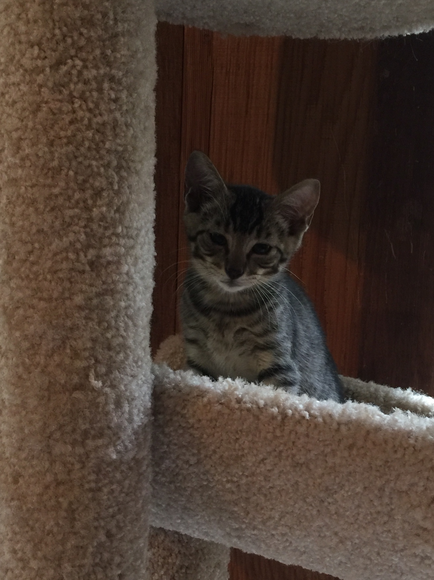 Reagan, a Adoptable mixed breed image 1/7