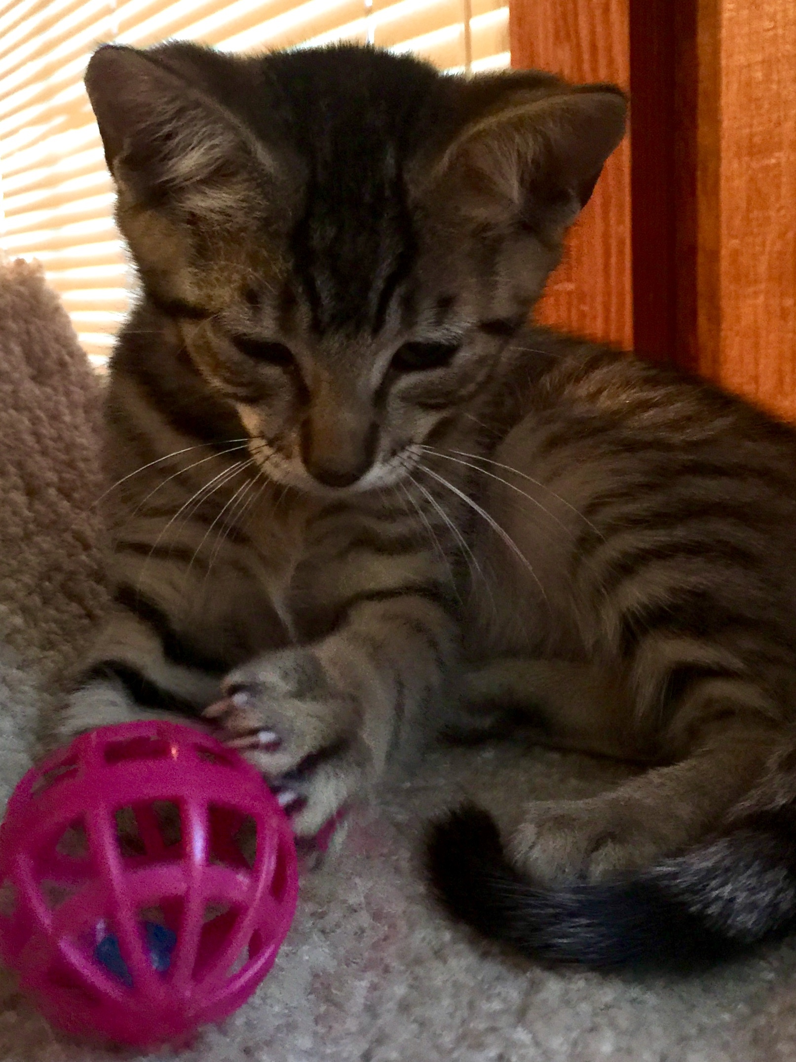 Reagan, a Adoptable mixed breed image 2/7